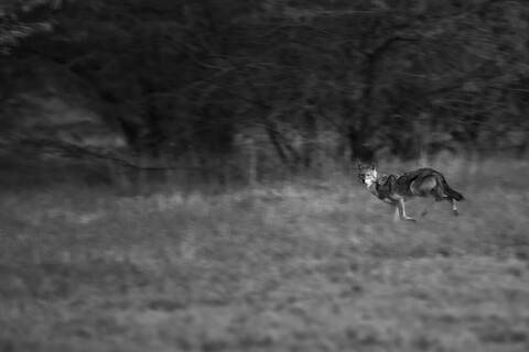Desert Fox Desert Freedom, Rann of Kutch, Gujarat, January 2023