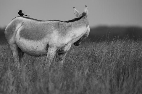 Friends Desert Freedom, Rann of Kutch, Gujarat, January 2023