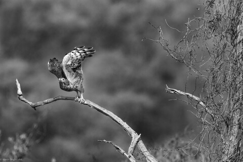 In motion Sariska, Rajasthan, April 2023