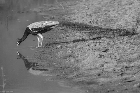 Mirror mirror .... Sariska, Rajasthan, April 2023