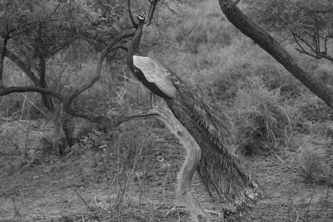 Calling Sariska, Rajasthan, April 2023