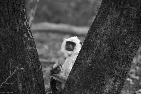 Mother and Child Sariska, Rajasthan, April 2023