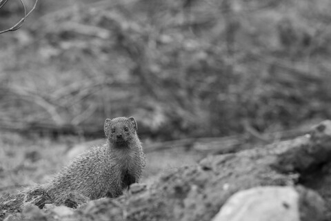 Hello Sariska, Rajasthan, April 2023