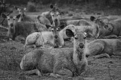 At Rest Sariska, Rajasthan, April 2023