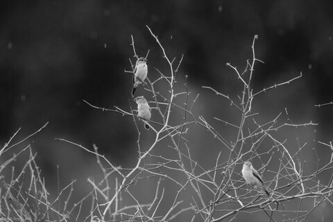 Chiriya Sariska, Rajasthan, April 2023