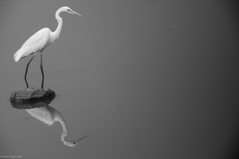 Shhh Sariska, Rajasthan, April 2023