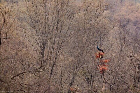More on the Dhak Sariska, Rajasthan, April 2023