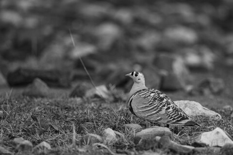 Bird on the ground Sariska, Rajasthan, April 2023