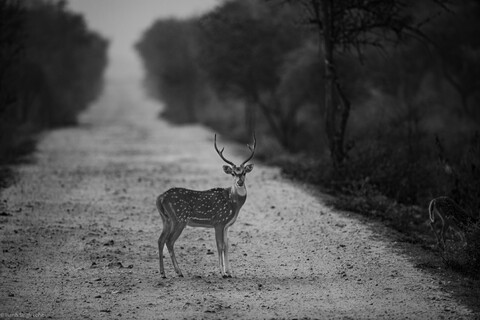 Alert Sariska, Rajasthan, April 2023