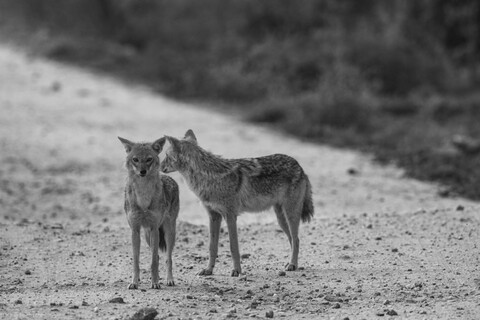 Where is the food Sariska, Rajasthan, April 2023