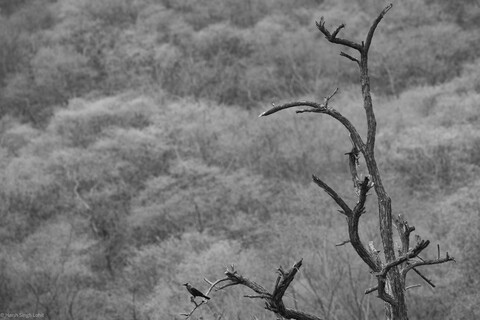Forest Sariska, Rajasthan, April 2023