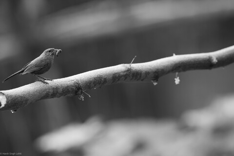 Early Bird ... Sariska, Rajasthan, April 2023