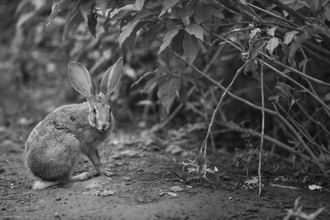 Cutie Ears Sariska, Rajasthan, April 2023