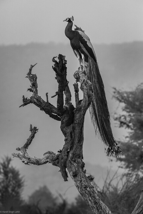 In full Beauty Sariska, Rajasthan, April 2023