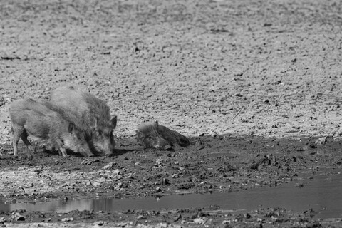 Wild Pigs Sariska, Rajasthan, April 2023