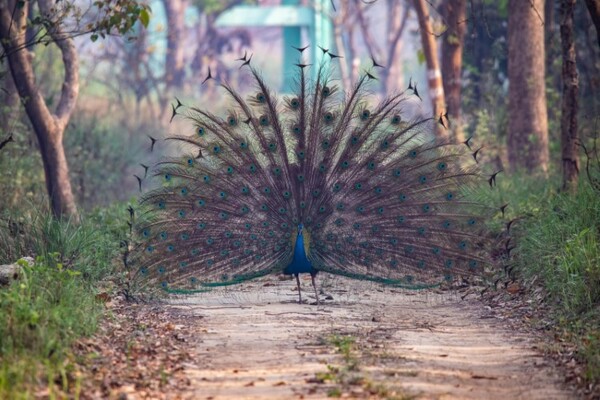Peacock in Pilibhit forest