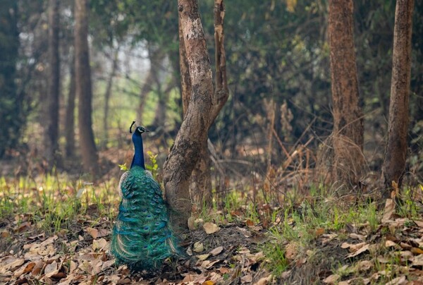 Peacock in Pilibhit forest