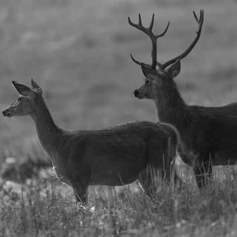 Kanha, Madhya Pradesh, December 2025