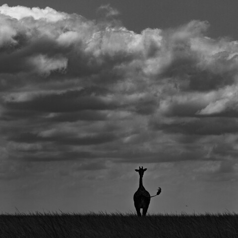 The Great Openness, Masai Mara, Kenya, May 2025